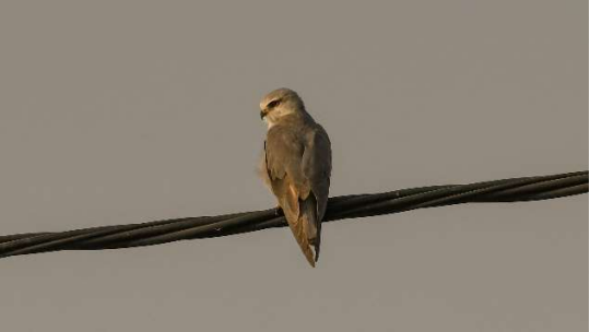 Black-winged Kite